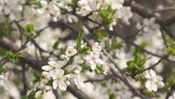 Blossoming wild plum tree branch in spring Stock Footage