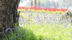 Green Lizard on tree in garden Stock Footage