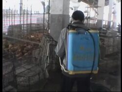 WHO rep comments on use of anti-viral drugs on poultry News Clip