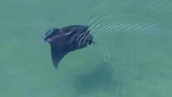 Sunlight glimmers on the surface of the water as a Reef Manta Ray (Manta alfredi) floats peacefully. Stock Footage