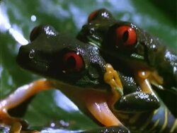 Red-eyed Tree Frog, BCU frogs mating, facing left.  Panama. Stock Footage