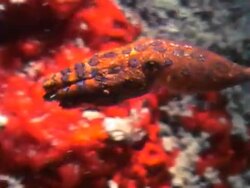 Blue-ringed Octopus - Small but extremely venomous Stock Footage