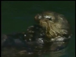 CU Sea Otter, Enhydra lutris, eating mollusc, Arctic Circle Stock Footage
