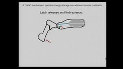 Sheila Patek: The shrimp with a kick! Instructional Video