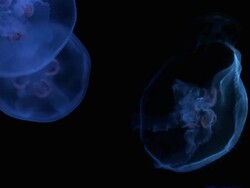 Moon Jellyfish Stock Footage