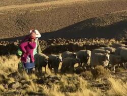 Woman and two children sheparding sheep in field outside Cala Cala, Bolivia Stock Footage