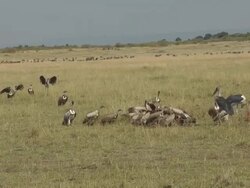 Vultures Stock Footage