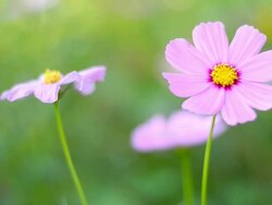 Beautiful flowers cosmos Stock Footage