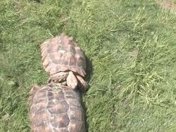 Large turtle 17 - HD 30F Stock Footage