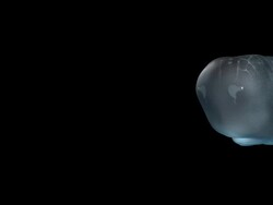 Whale Close-Up Stock Footage