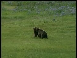 WA zooming into MS, Lush mountain valley to 2 Brown Bears sparring, Arctic circle Stock Footage