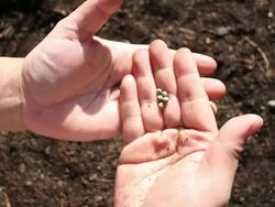 Big Seeds (HD) Stock Footage