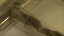 The rodents that could reveal the key to a long and cancer-free life News Clip
