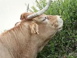 Cows Grazing on a bush Stock Footage