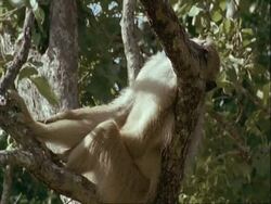 MS Yellow Baboon, Papio cynocephalus, sleeping in tree, Tanzania Stock Footage