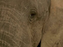 CU TS Shot of Elephants, Addo Elephant Park / Eastern Cape, South Africa Stock Footage
