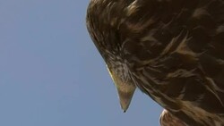 A raptor scans its surroundings. Stock Footage