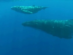 Baby Humpback Whale swimming  below  the surface with its mother Stock Footage