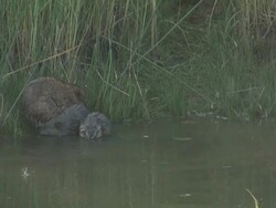 River rat 12 - HD 1080/60i Stock Footage