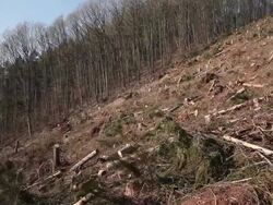  WS PAN  View of ravaged woodland after storm  /  Kastel-Staadt, Rhineland-Palatinate, Germany  Stock Footage