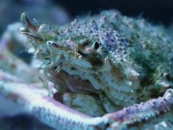 Spider Crab Stock Footage