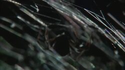 A redback spider clings to its web. Stock Footage