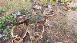 CLEAN : Mexican beach sees News Clip