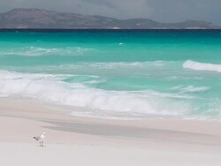 WS View of seagull at white sandy beach / Cape Arid National Park, Western Australia, Australia Stock Footage