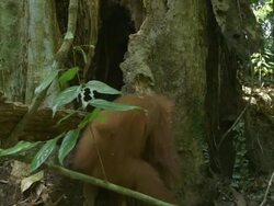 MS Young orang utan standing near tree / Bukit Lawang, North Sumatra, Indonesia Stock Footage