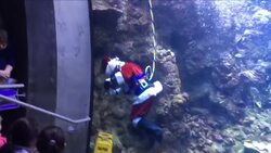 Scuba Santa Dives For Fun In Bay Area Exhibit Instructional Video