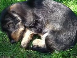 Dachshund puppies playing in garden Stock Footage