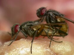 SELECTIVE FOCUS WS Common Houseflies mating Stock Footage