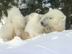 WS POV PAN Two polar bear cubs wrestling in snow / Wapusk National Park, Manitoba, Canada Stock Footage