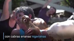 CLEAN : La ultima moda en EEUU: el yoga con cabras News Clip