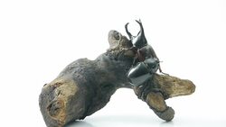 Rhinoceros beetle bug. Stock Footage