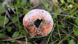 Decomposer Instructional Video