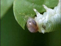 BCU Caterpillar eating leaf, UK Stock Footage