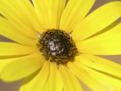 CU Shot of Yellow Namaqualand daisy with black center / Namaqualand, Northern Cape, South Africa Stock Footage