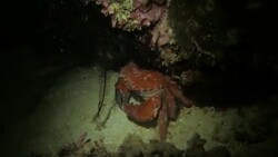 Big coral crab hiding in the coral reef Stock Footage