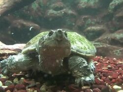 Sea turtle 1 - HD 1080/30F Stock Footage