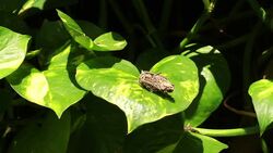 Chrysalis Stock Footage