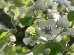 CU Blooming sour cherry tree / Kastel-Staadt, Rhineland-Palatinate, Germany Stock Footage