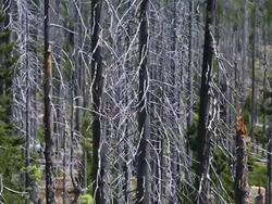 Dead Trees in Damaged Forest Pan & Tilt Stock Footage