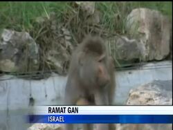 A red-haired Hamadryas baboon has been born at the Safari Park in Ramat Gan, near Tel Aviv, in Israel for the first time in 20 years. Instructional Video