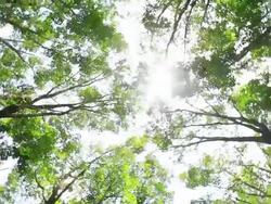 forest Stock Footage