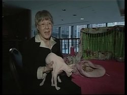 Hundreds of cats compete in the Cat Championship in NYC News Clip