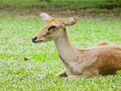 deer sitting on green grass field Stock Footage