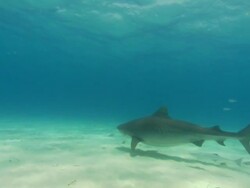 Tiger shark, Galeocerdo cuvier, Bahamas  Stock Footage