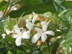CU, Nicaragua, Managua, White plumeria flowers Stock Footage