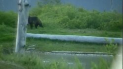 A dummy sits in a bear box as a bear moves slowly nearby. Stock Footage